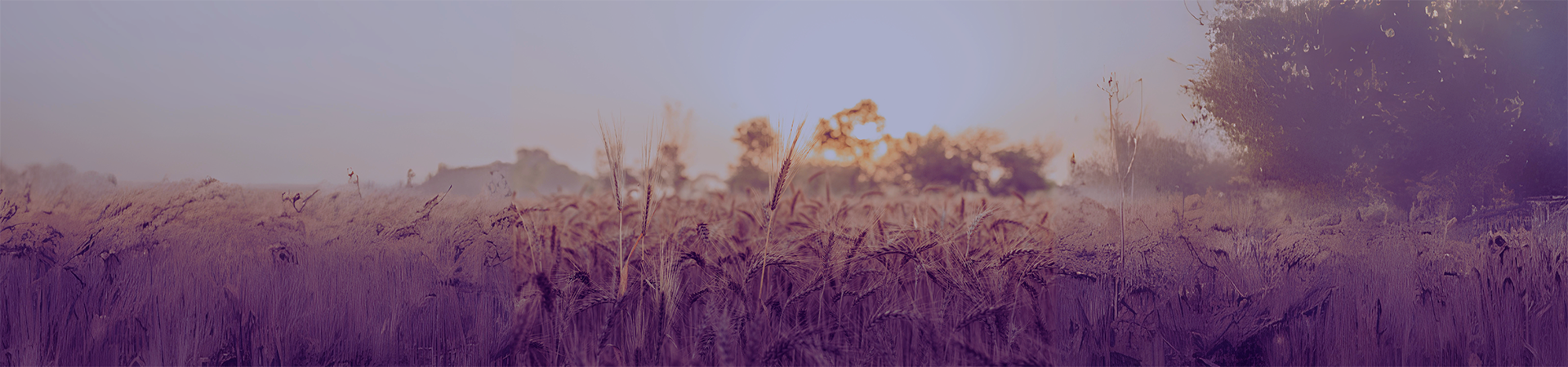 close up of wheat field